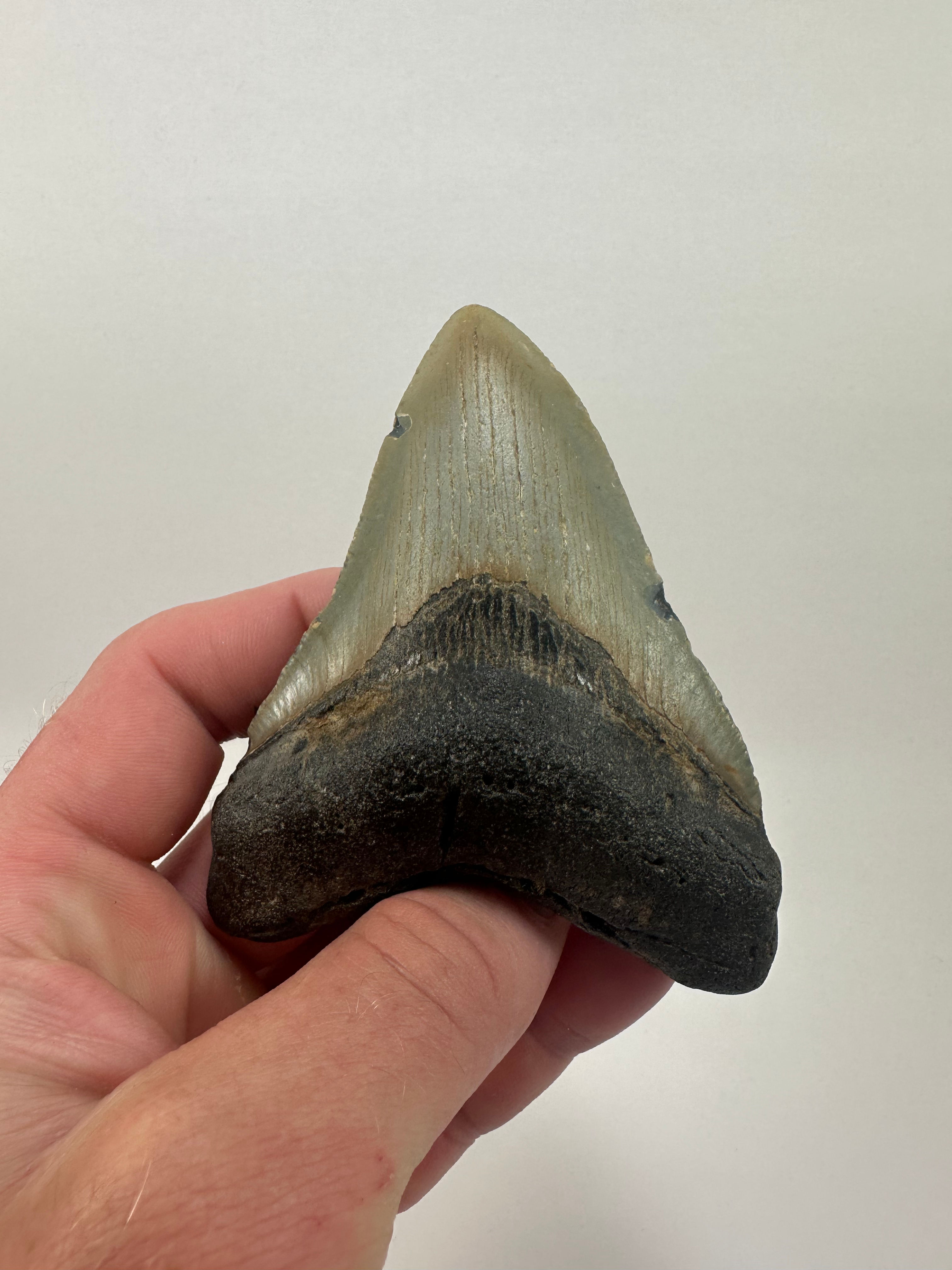 4.12" Orange Fossil Megalodon Shark Tooth