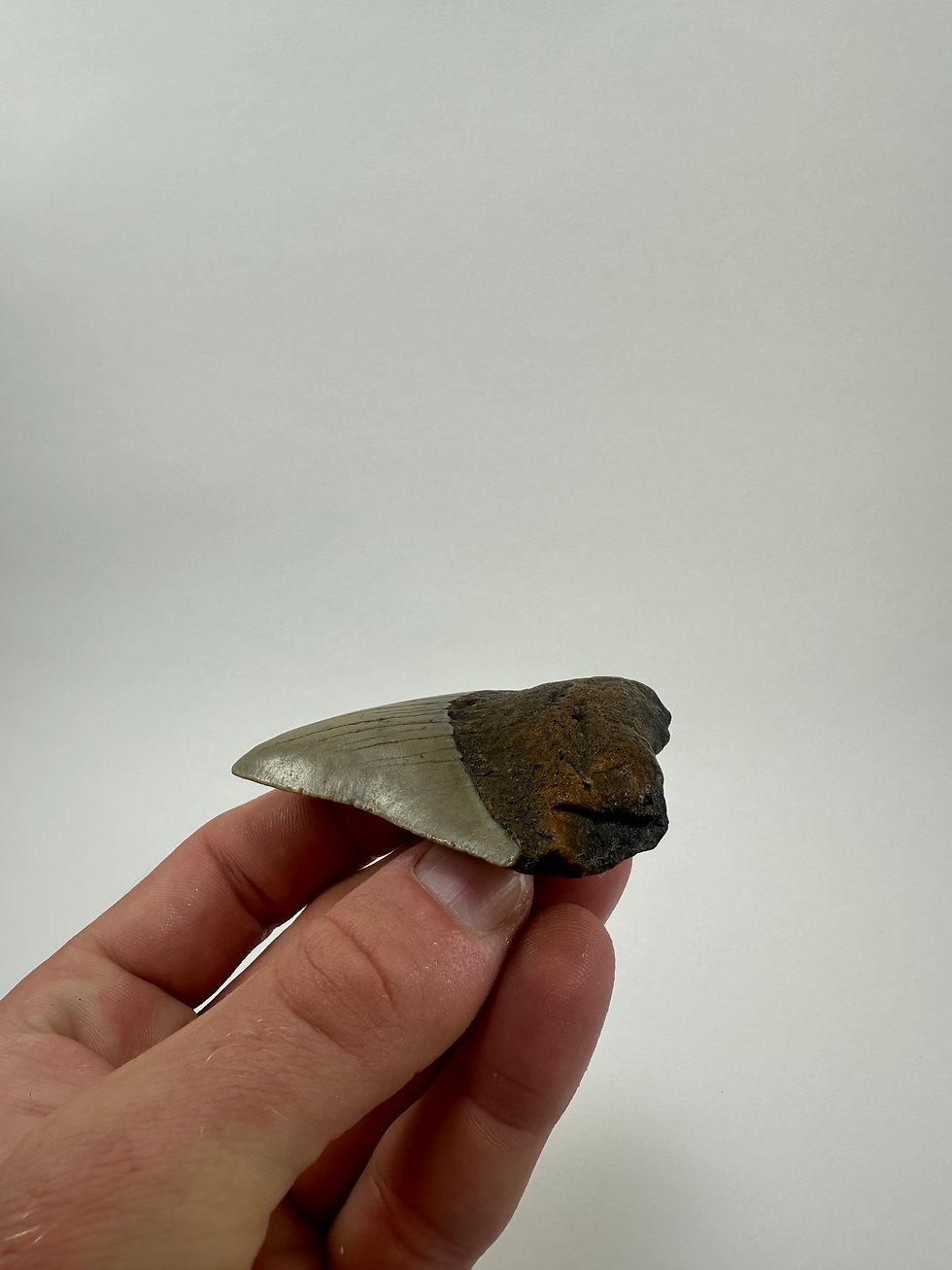 Thumbnail: 3.13" Fossil Megalodon Shark Tooth