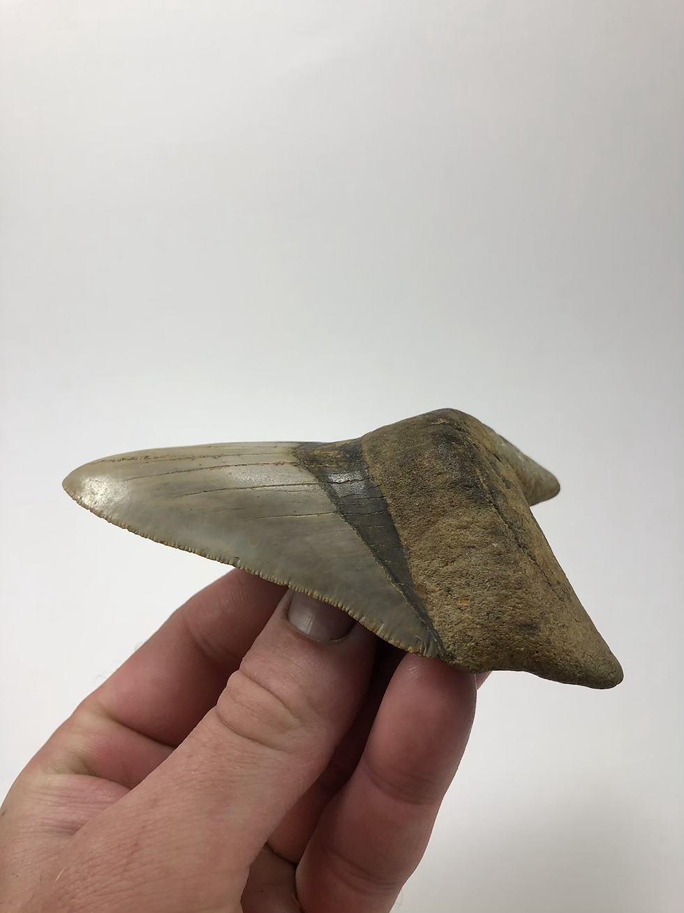 Thumbnail: 4.59” Sharp Lower Fossil Megalodon Shark Tooth