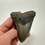 Thumbnail: 4.19" Fossil Megalodon Shark Tooth