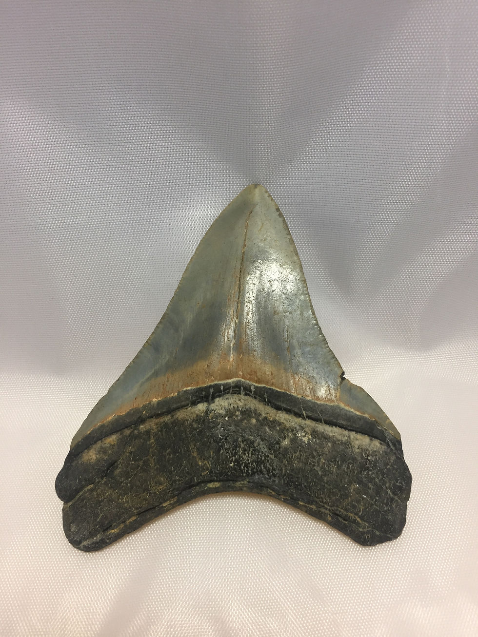 Thumbnail: 3.7" Fossil Megalodon Shark Tooth