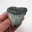 Thumbnail: 3.06" Fossil Megalodon Shark Tooth