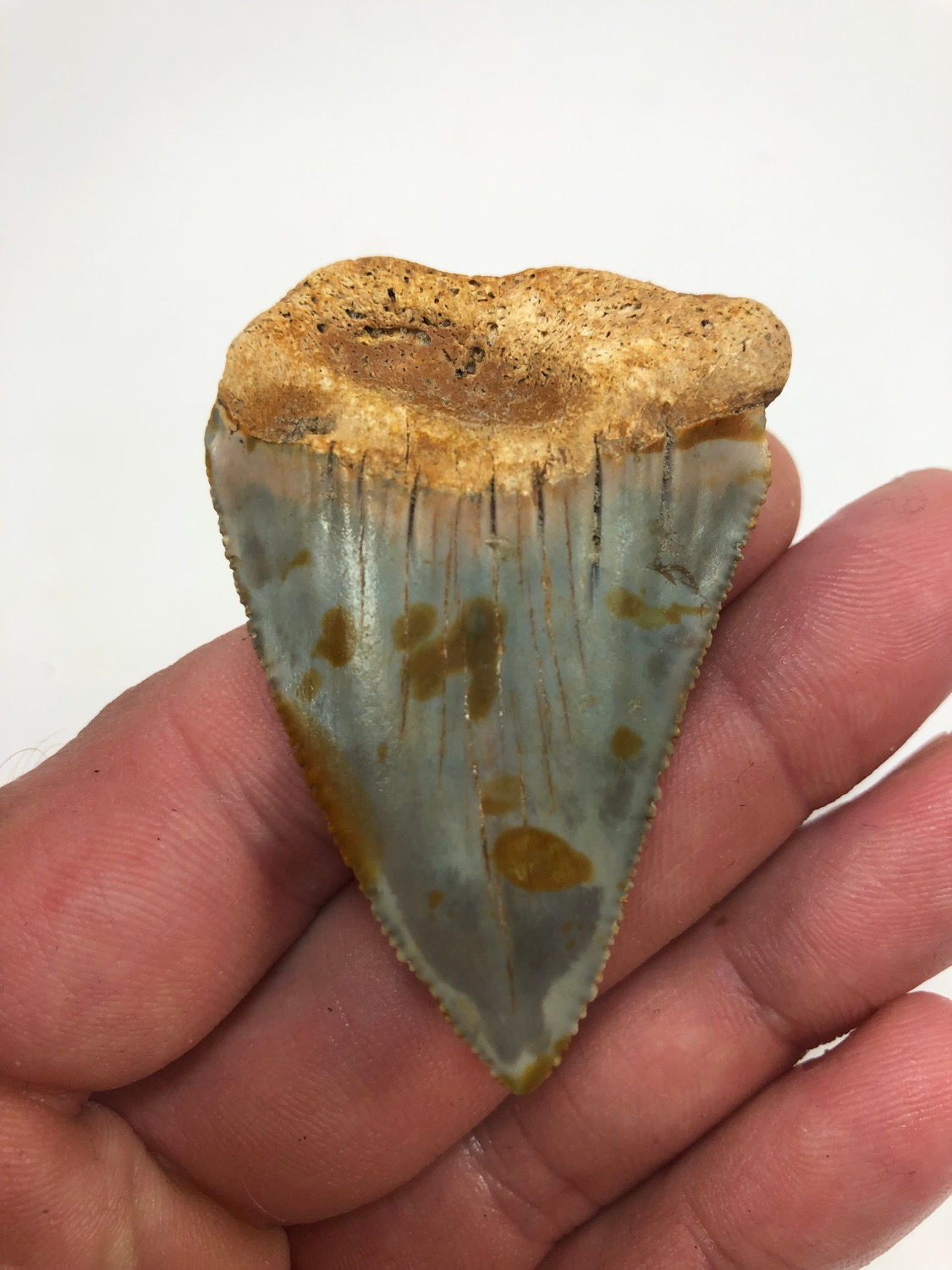2.41” Big Pink Fossil Megalodon Shark Tooth 