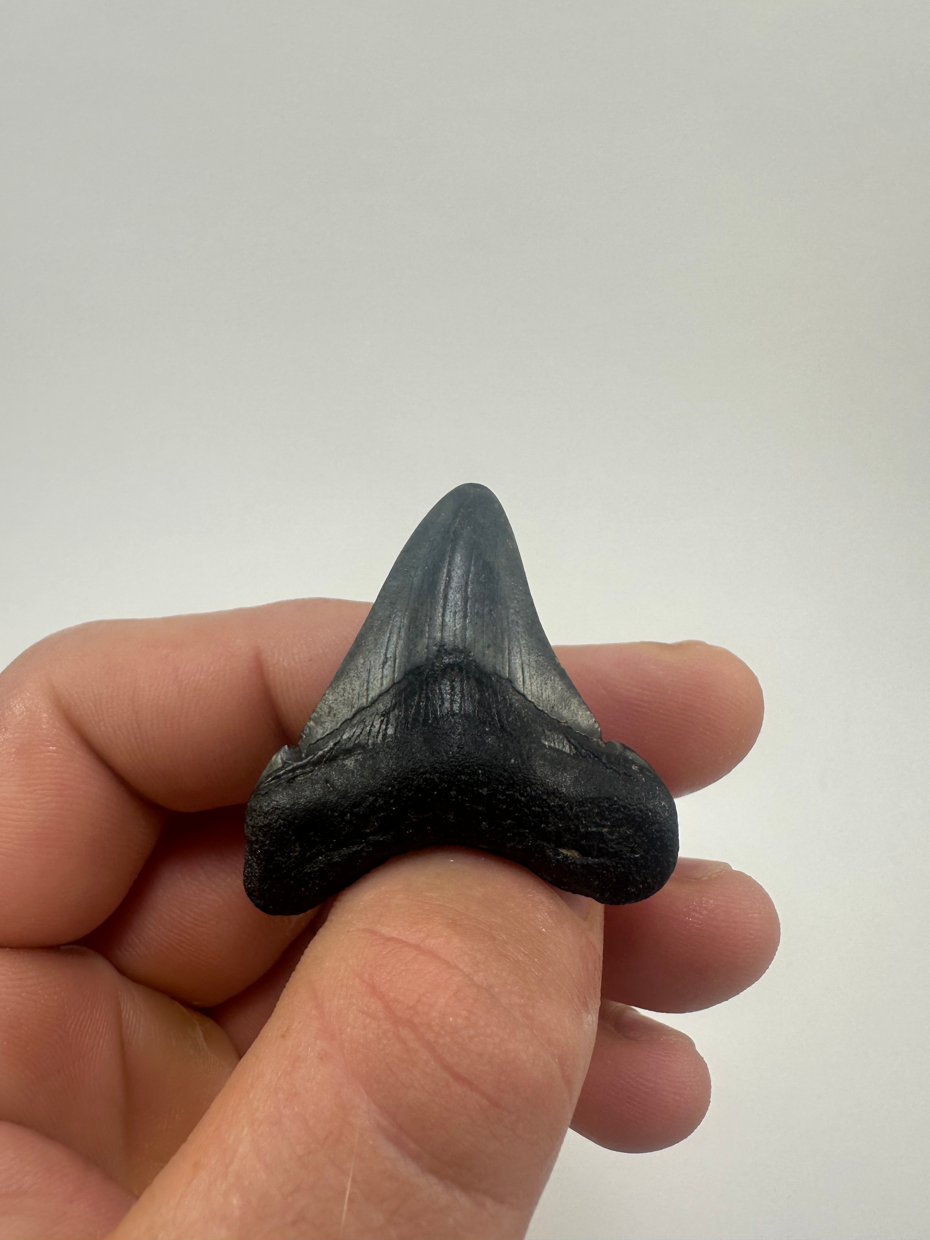 1.84" Fossil Megalodon Shark Tooth