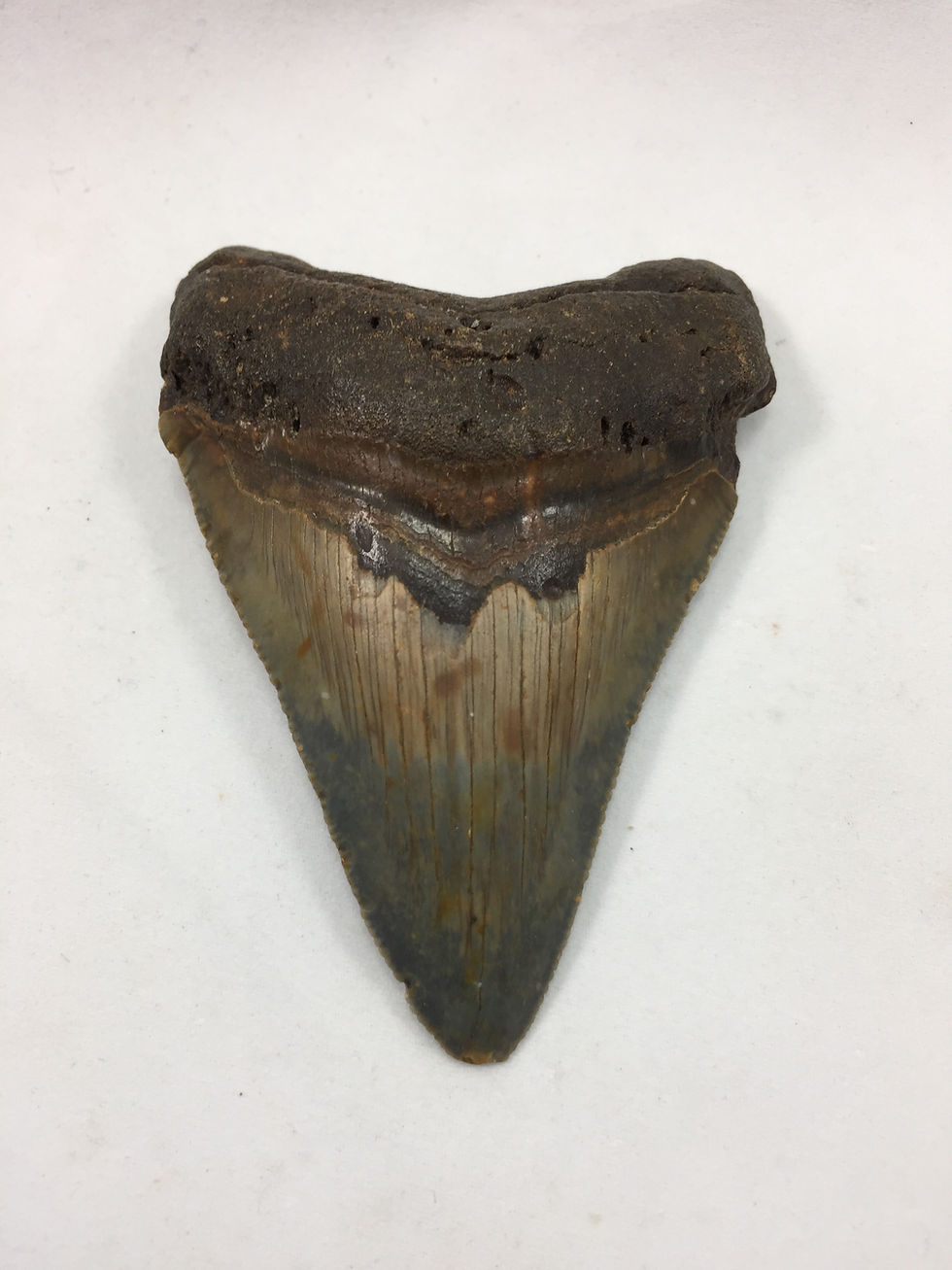 Thumbnail: 3.11" Sharp Fossil Megalodon Shark Tooth