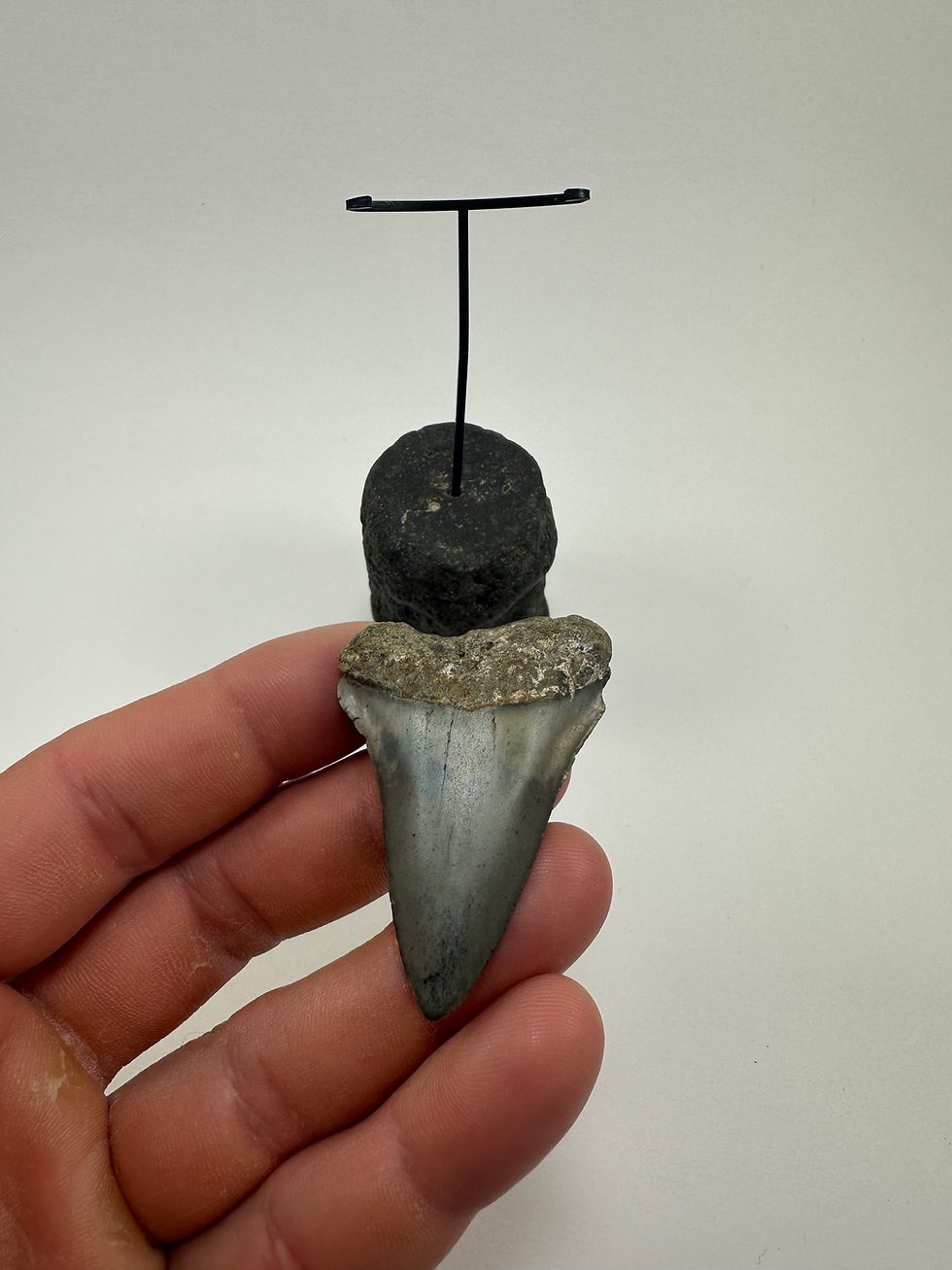 Thumbnail: 2.31" Fossil Mako Shark Tooth Inverted On Fossil Whale Vertebrate