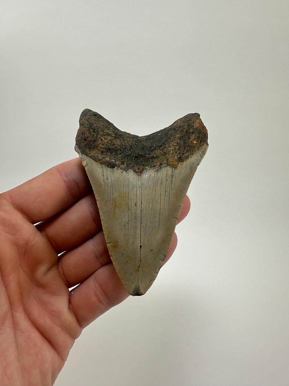 Thumbnail: 4.00" Fossil Megalodon Shark Tooth