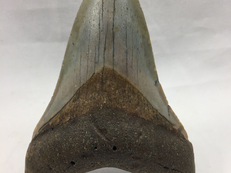 3.66" Gorgeous Fossil Megalodon Shark Tooth
