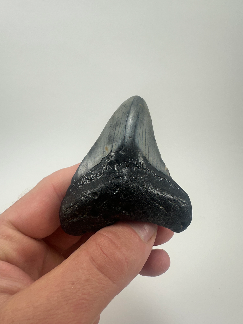 Thumbnail: 3.01" Black Fossil Megalodon Shark Tooth