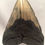 Thumbnail: 6.41" Fossil Megalodon Shark Tooth