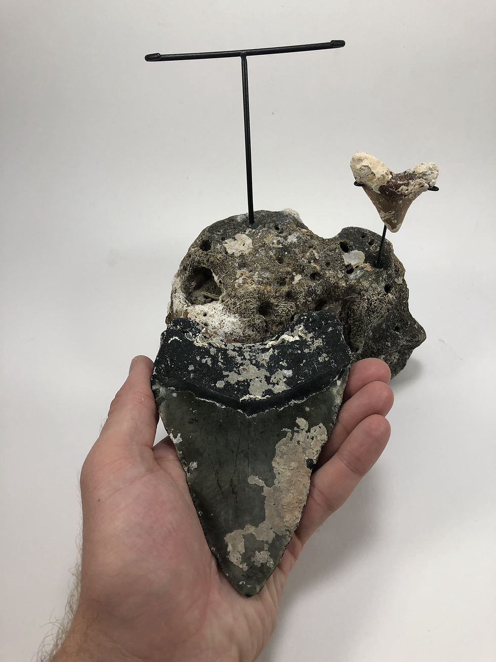 Thumbnail: 5.64" XXL Fossil Megalodon & Chubutensis Shark Tooth Combo  ** On Whale Bone