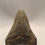 Thumbnail: 3.68 Fossil Megalodon Shark Tooth