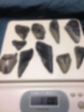 Fragment Megalodon Shark Teeth