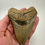 Thumbnail: 4.56" Fossil Megalodon Shark Tooth