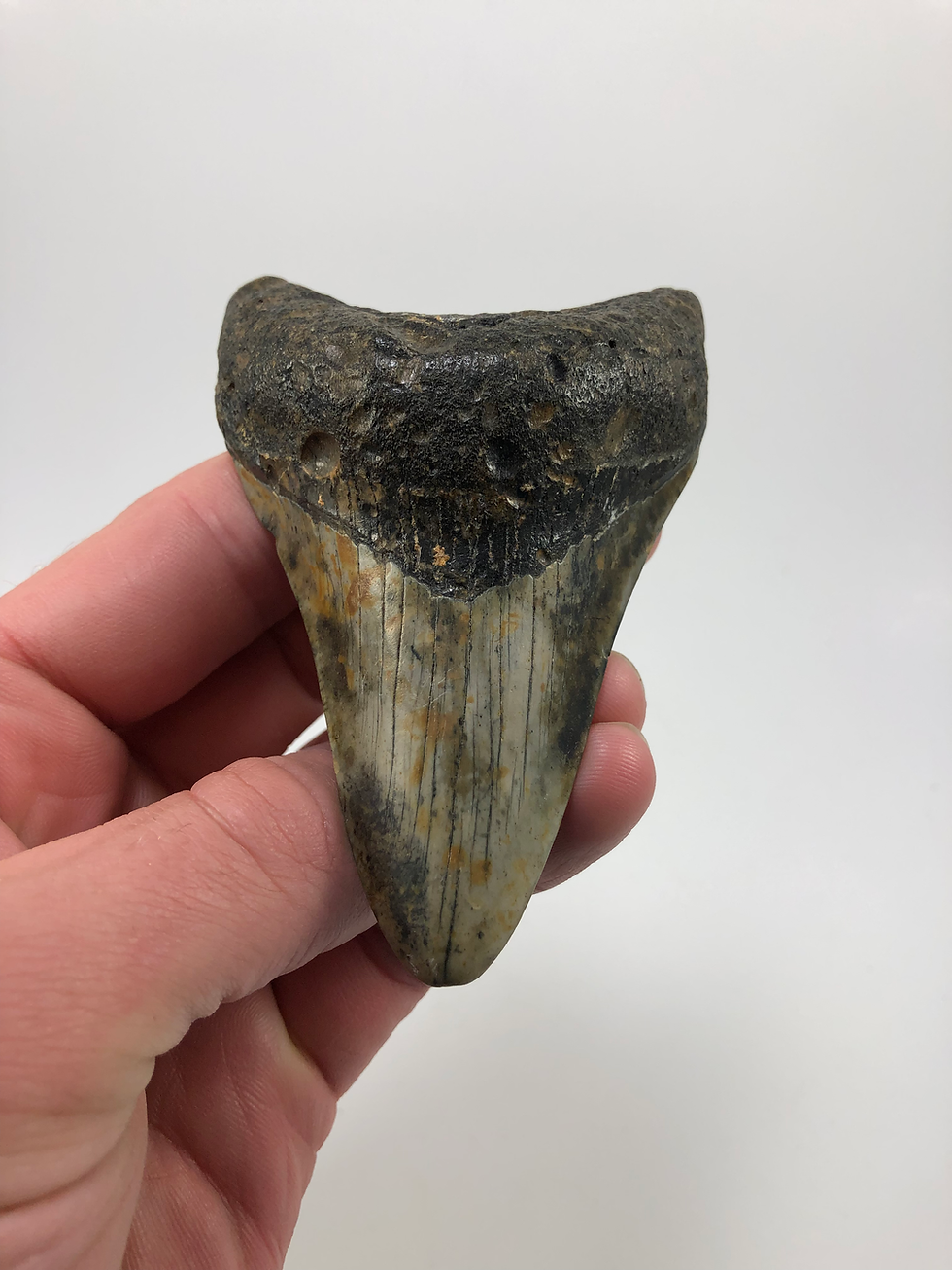Thumbnail: 3.98” Fossil Megalodon Shark Tooth
