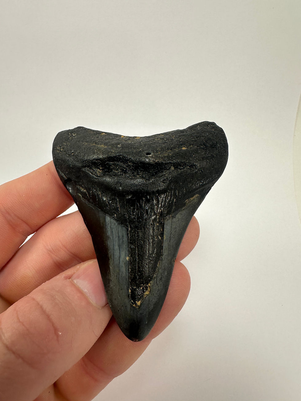 Thumbnail: 3.18” Fossil Megalodon Shark Teeth 