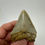 Thumbnail: 2.76” Symmetrical Lower Fossil Megalodon Shark Tooth 