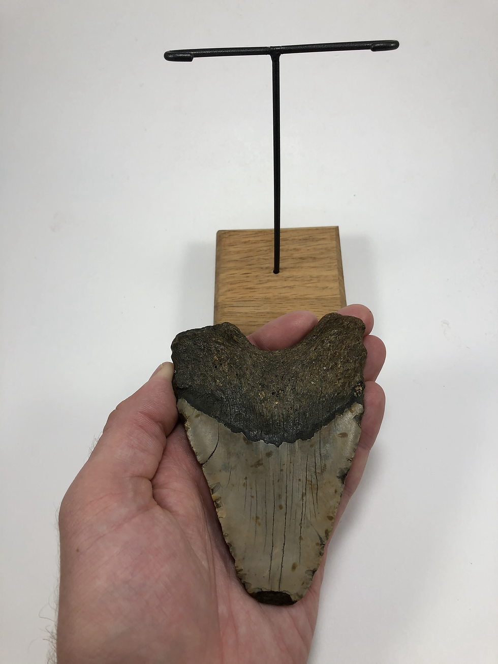 Thumbnail: 4.79" Giant Fossil Megalodon Shark Tooth Ocean Teeth- **On Inverted Me