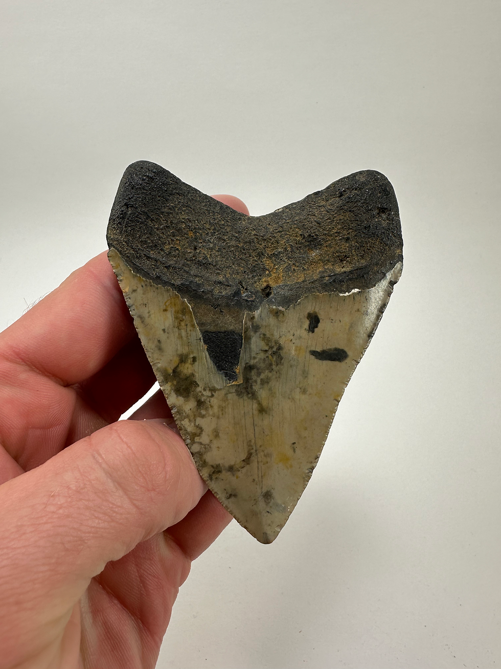 Thumbnail: 3.86" Gorgeous Fossil Megalodon Shark Tooth