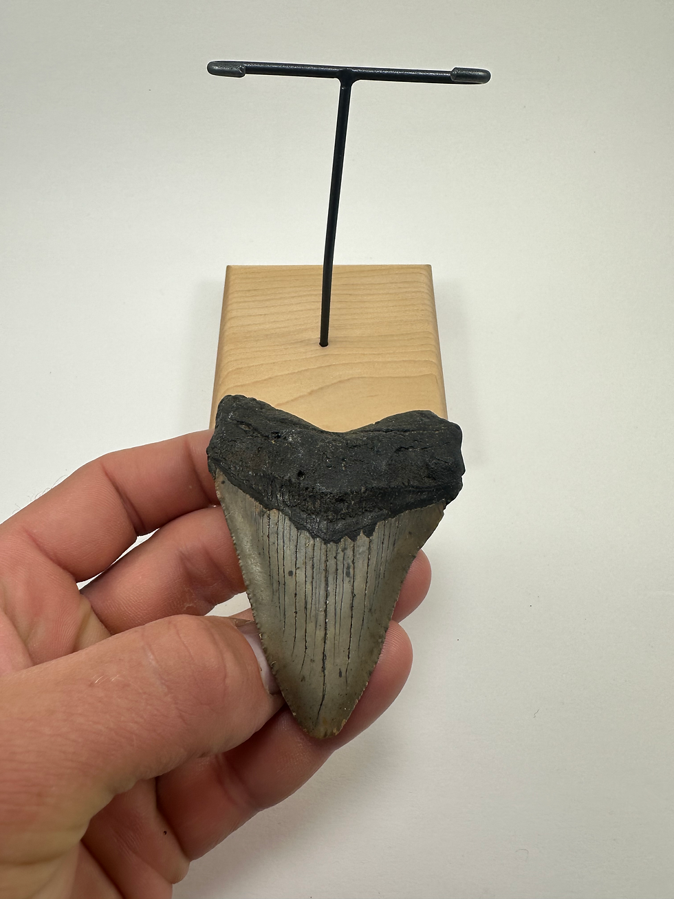 Thumbnail: 3.33" Sharp Fossil Megalodon Shark Tooth Inverted On Hardwood Base