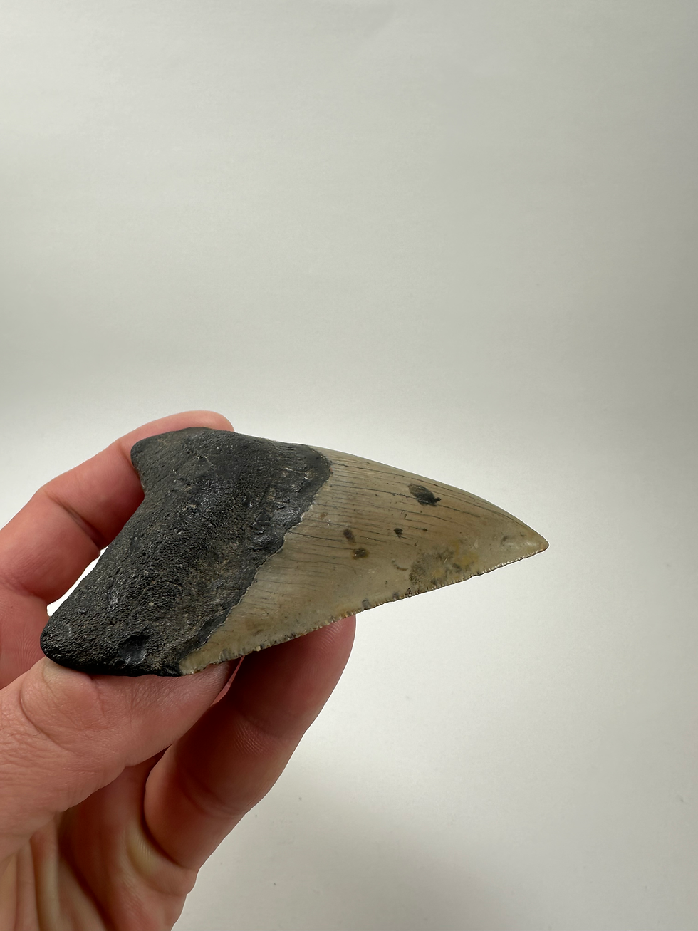 Thumbnail: 3.86" Gorgeous Fossil Megalodon Shark Tooth