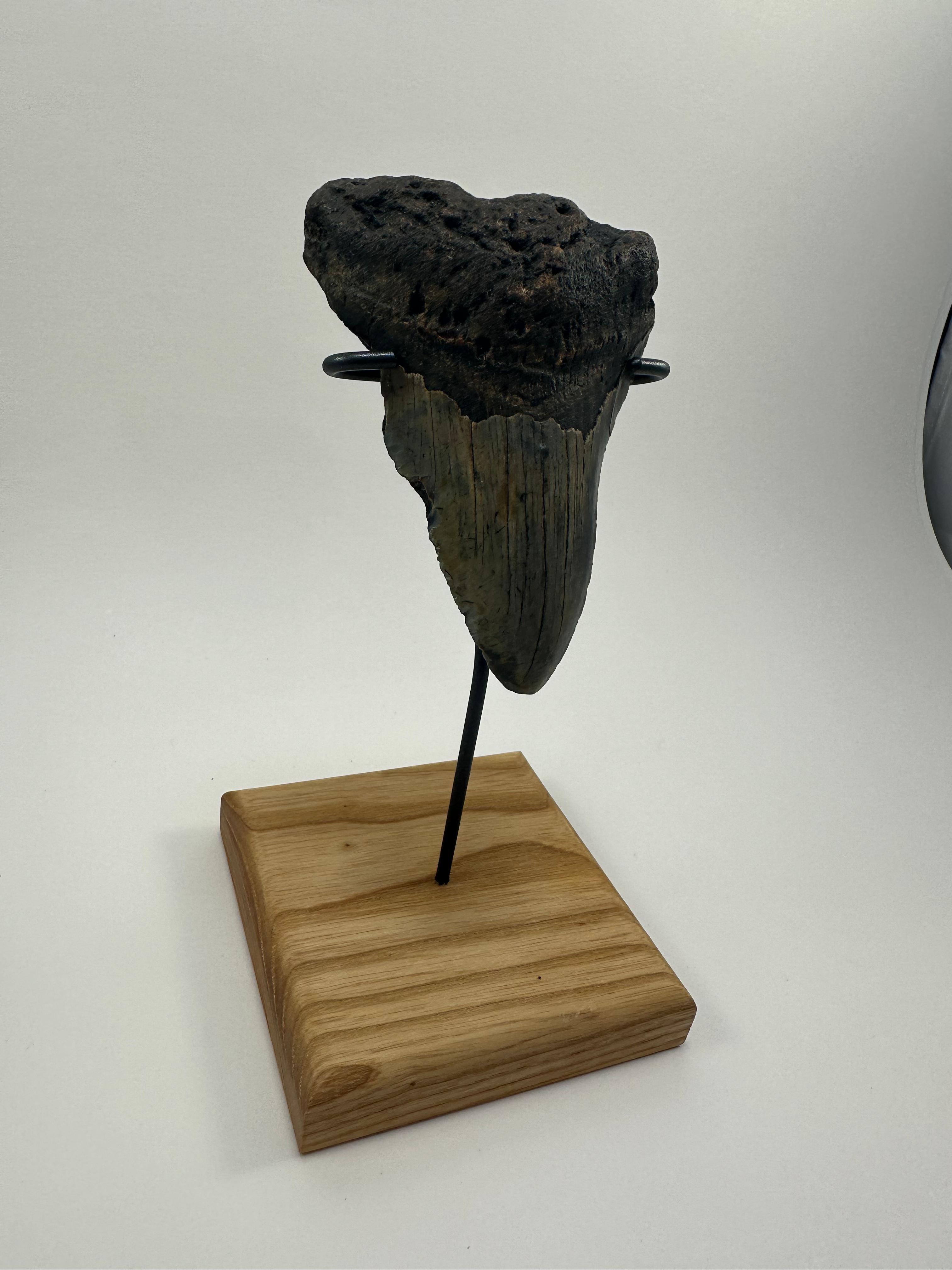 4.02" Fossil Megalodon Shark Tooth Inverted On Hardwood Fossil Base
