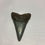 Thumbnail: 1.95" Fossil Great White Shark Tooth