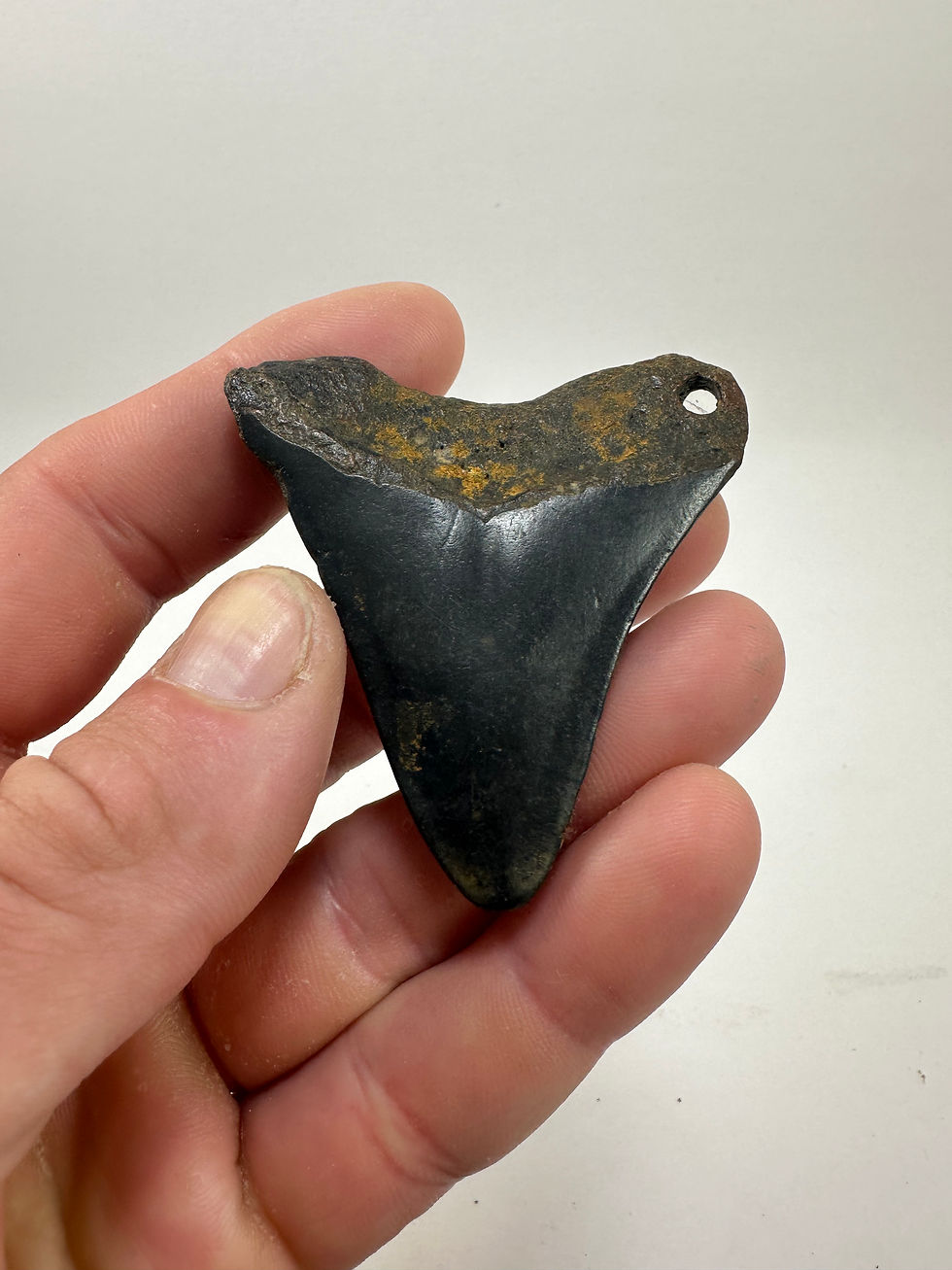 Thumbnail: 2.62" Holy Fossil Megalodon Shark Tooth