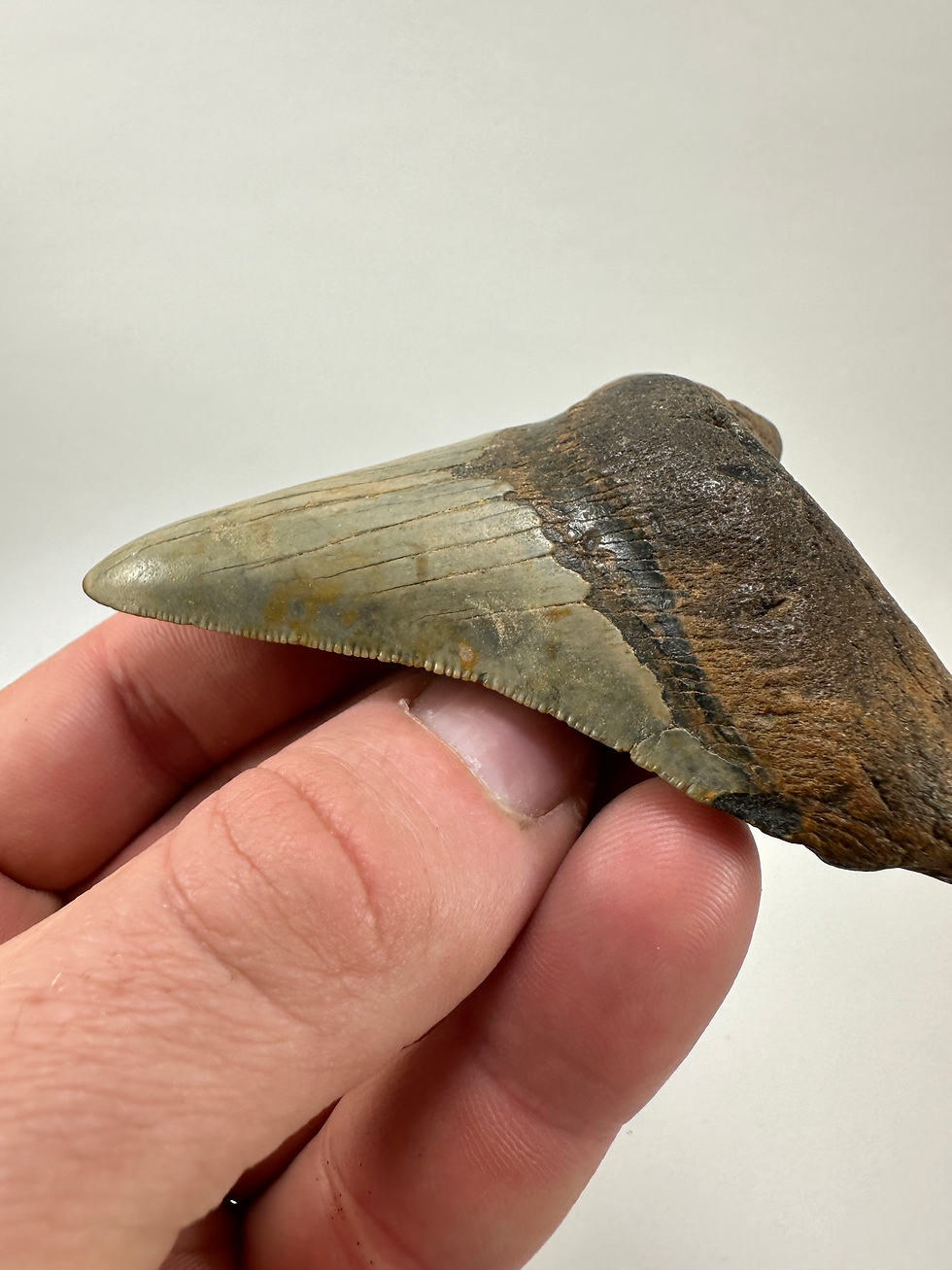 Thumbnail: 3.61" Sharp Fossil Megalodon Shark Tooth