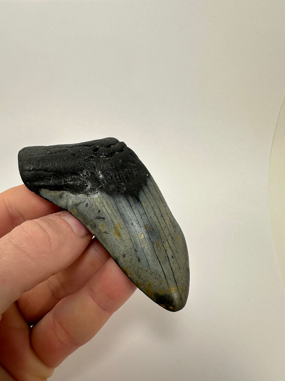 Thumbnail: 4.31” Fossil Megalodon Shark Tooth 