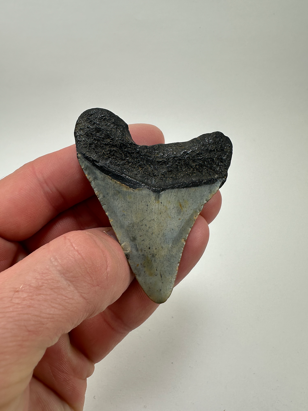 Thumbnail: 2.73" Fossil Megalodon Shark Tooth