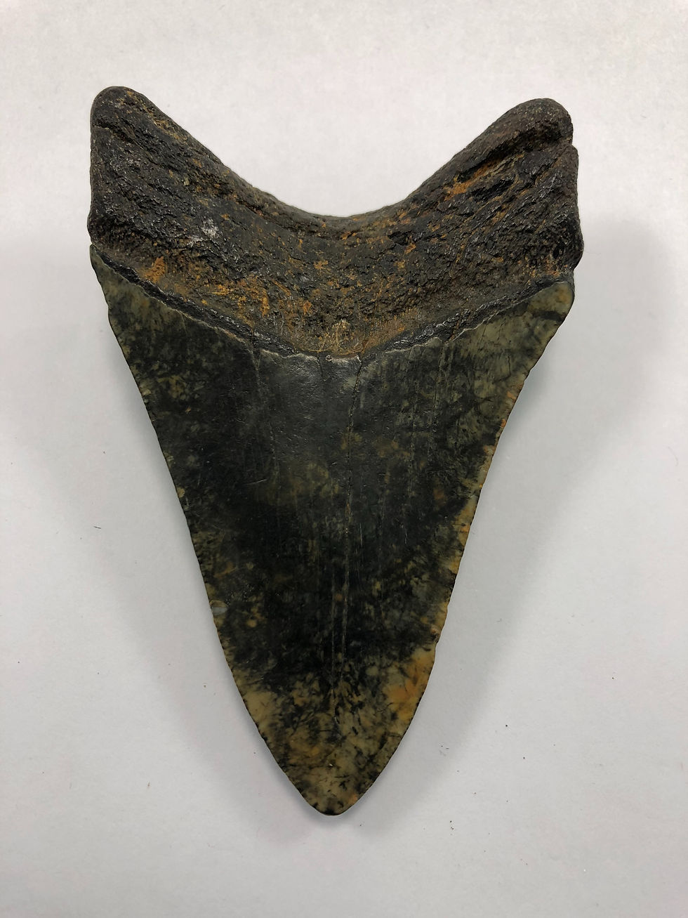 Thumbnail: 3.92” Lower Fossil Megalodon Shark Tooth 