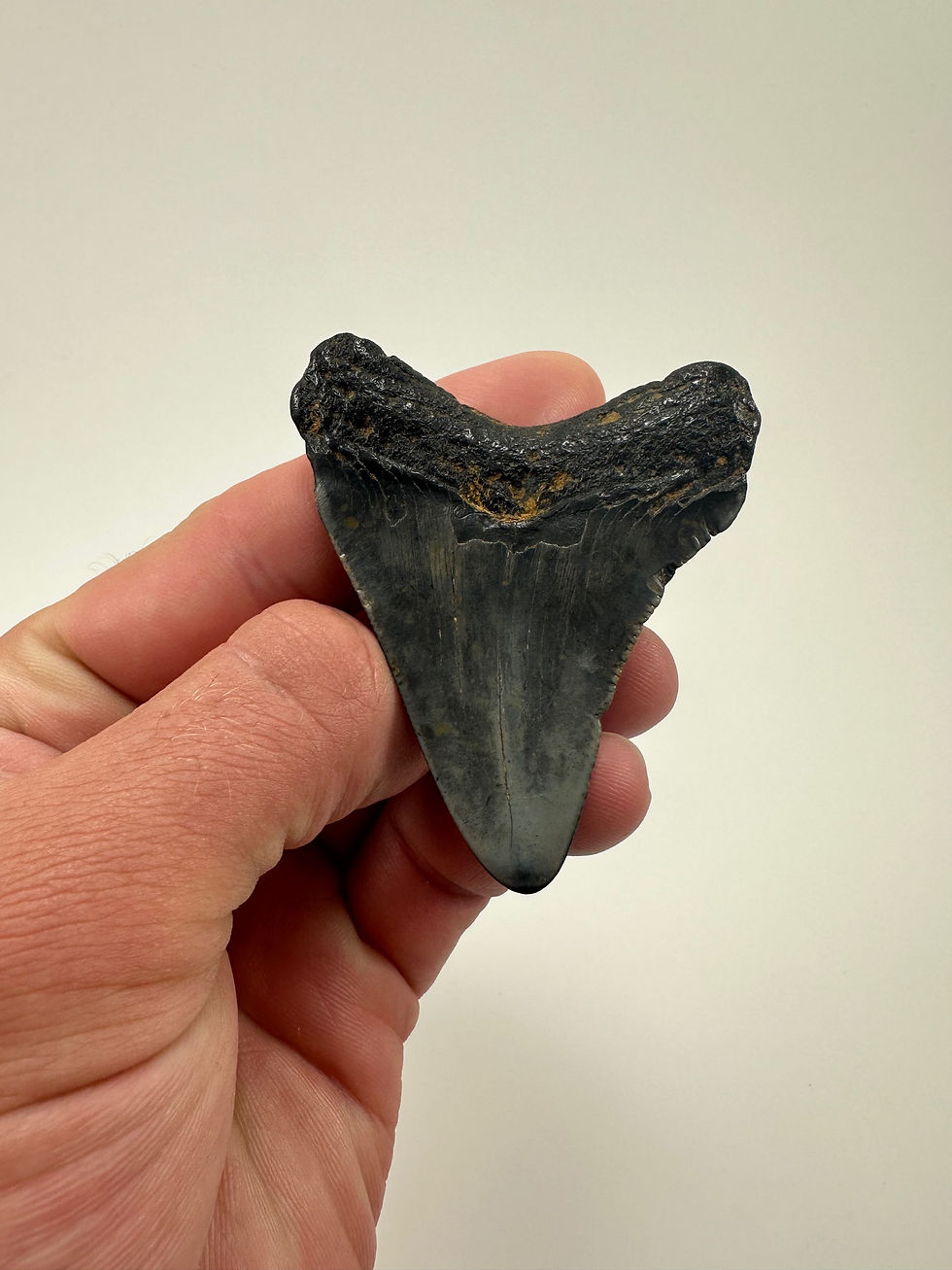 Thumbnail: 2.62” Fossil Megalodon Shark Tooth 