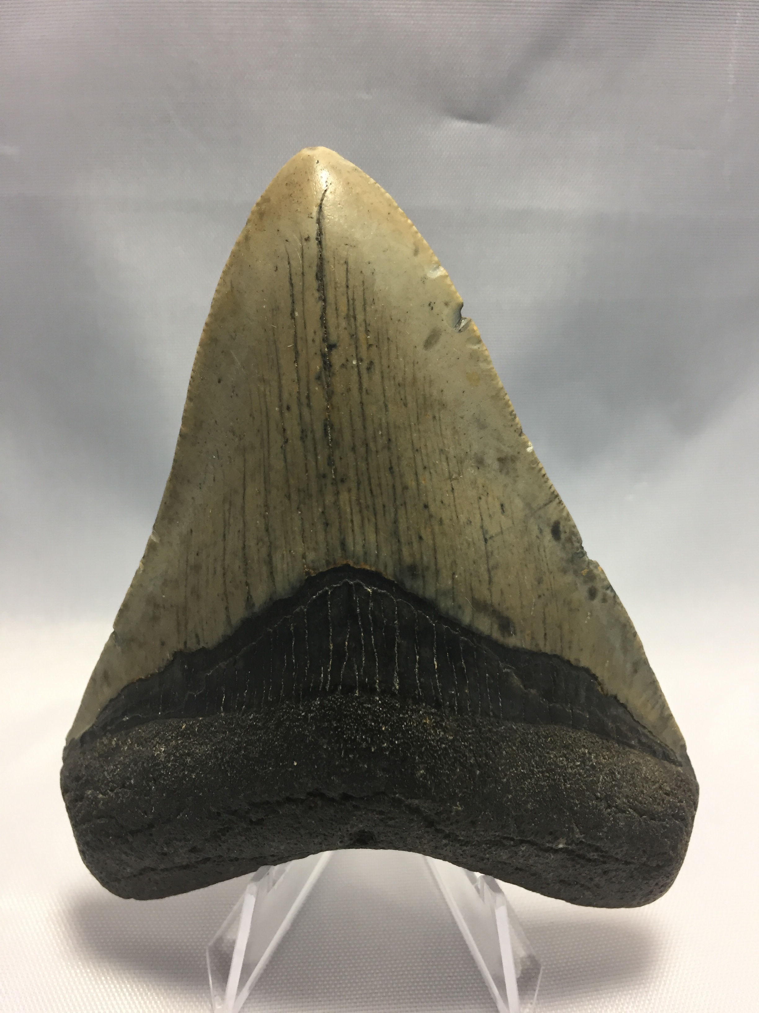 3.98" Fossil Megalodon Shark Tooth