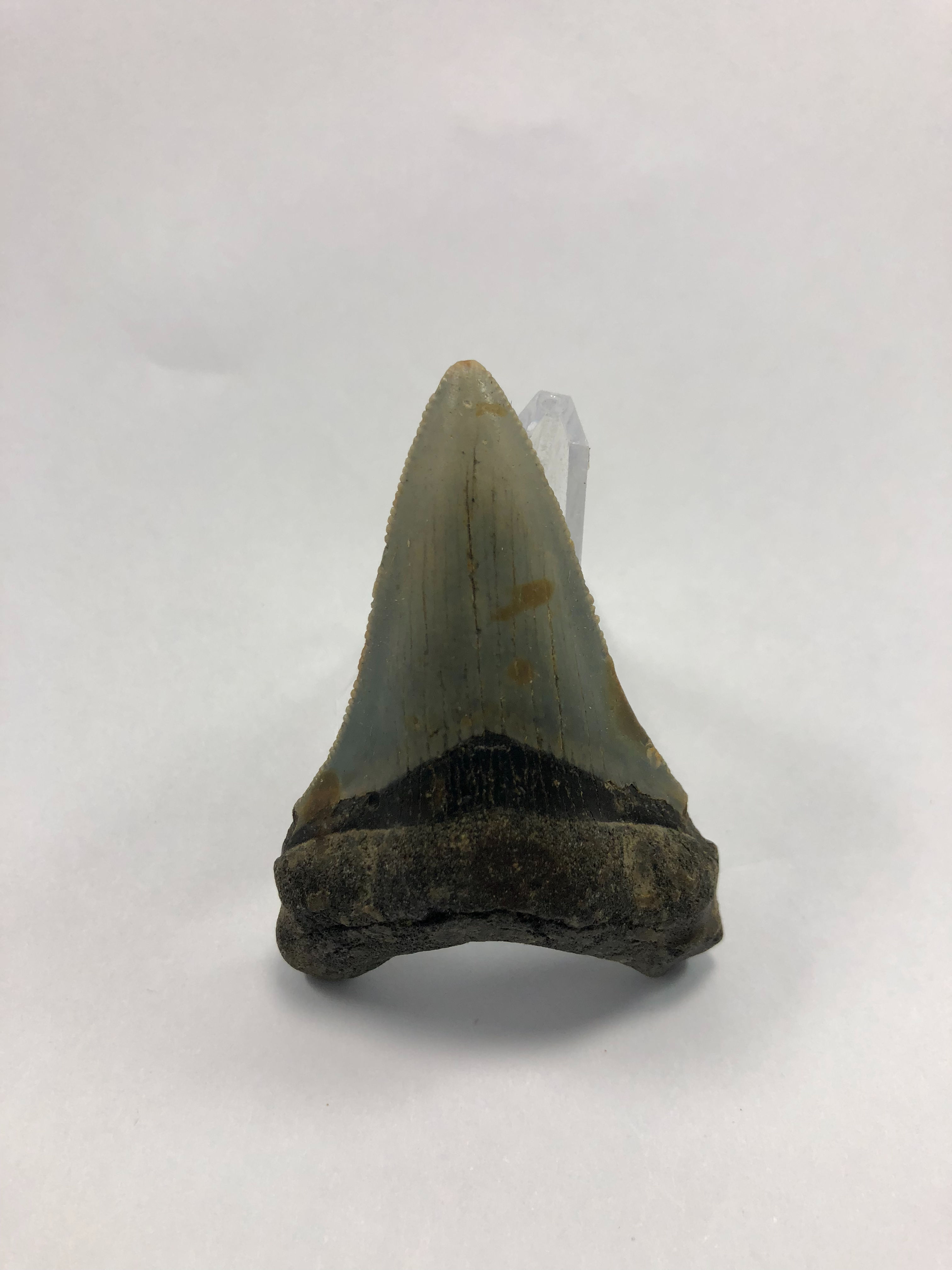2.60” Fossil Megalodon Shark Tooth