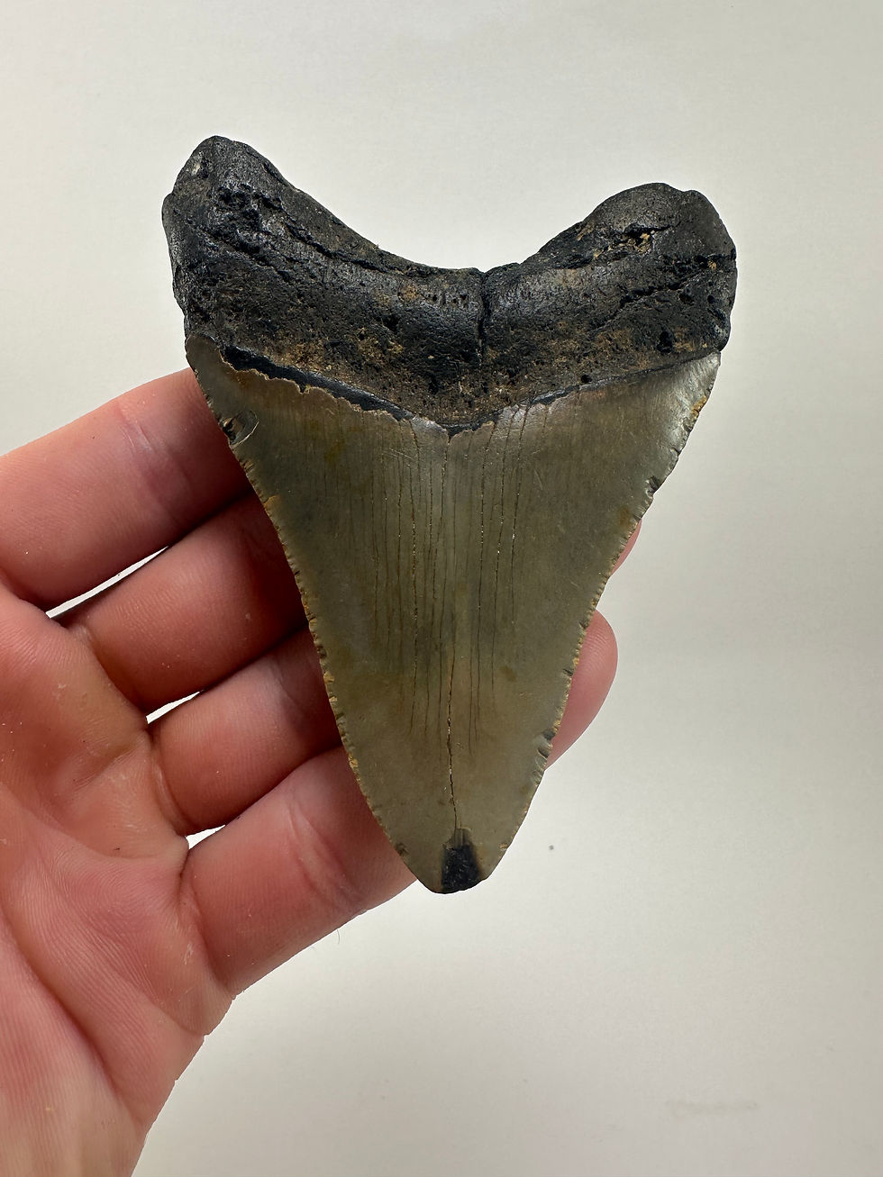 Thumbnail: 4.02" Fossil Megalodon Shark Tooth