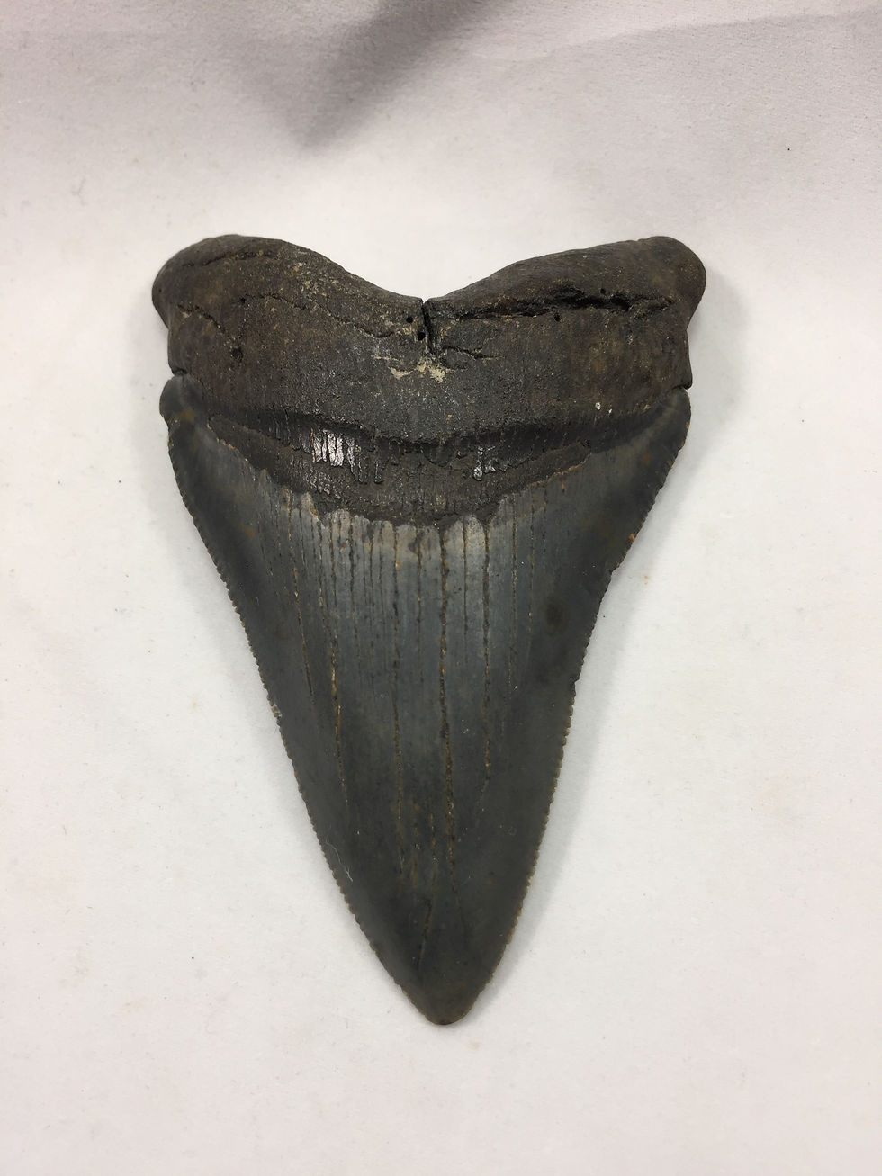 Thumbnail: 3.66" Sharp Serrated Fossil Megalodon Shark Tooth 