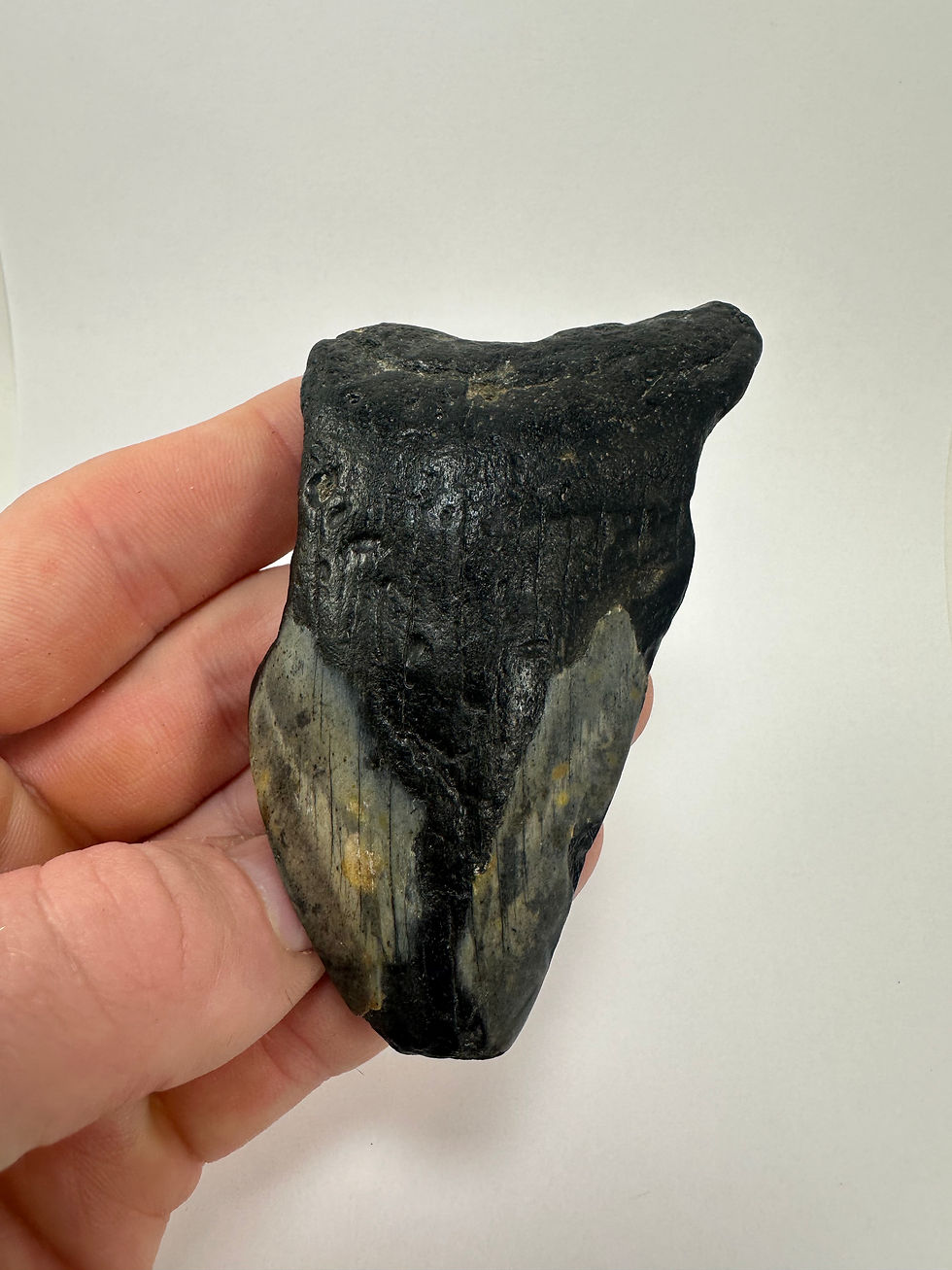 Thumbnail: 3.98” Fossil Megalodon Shark Tooth 