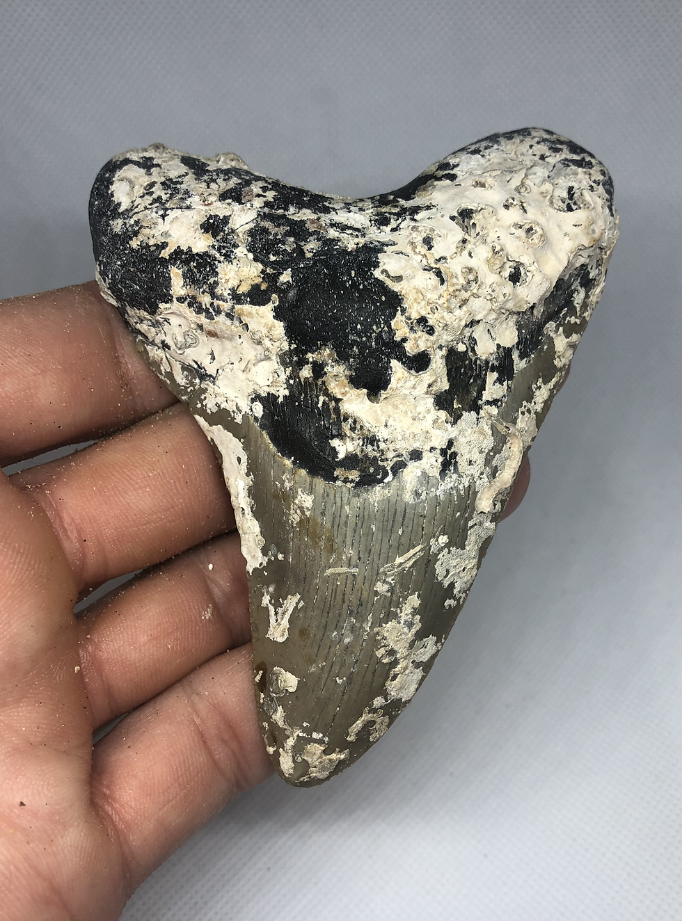 Thumbnail: 4.28" Uncleaned Fossil Megalodon Shark Tooth
