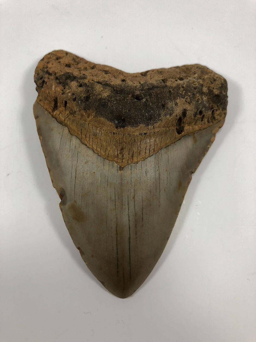 Thumbnail: 4.08” Fossil Megalodon Shark Tooth