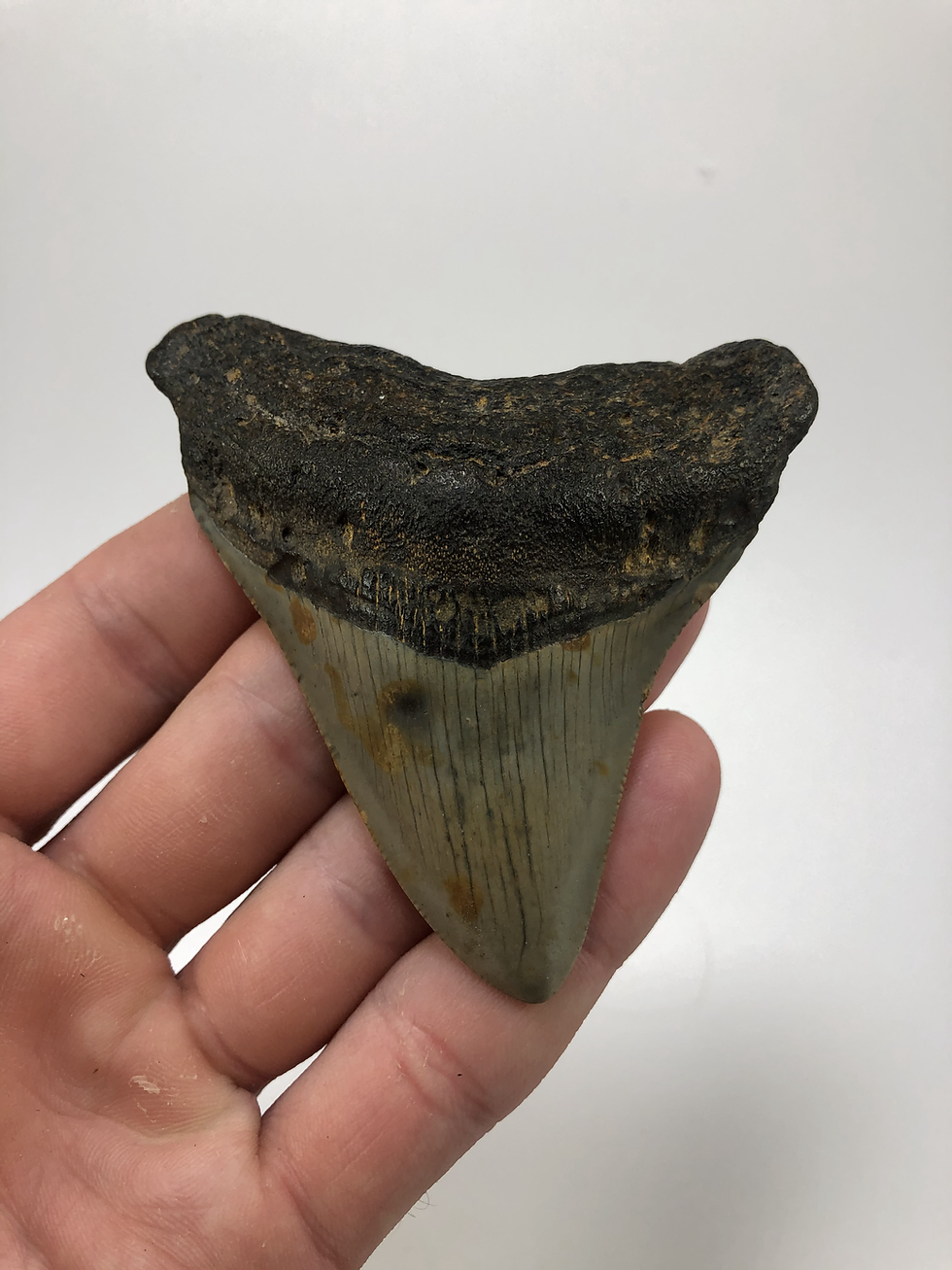Thumbnail: 3.59" Fossil Megalodon Shark Tooth