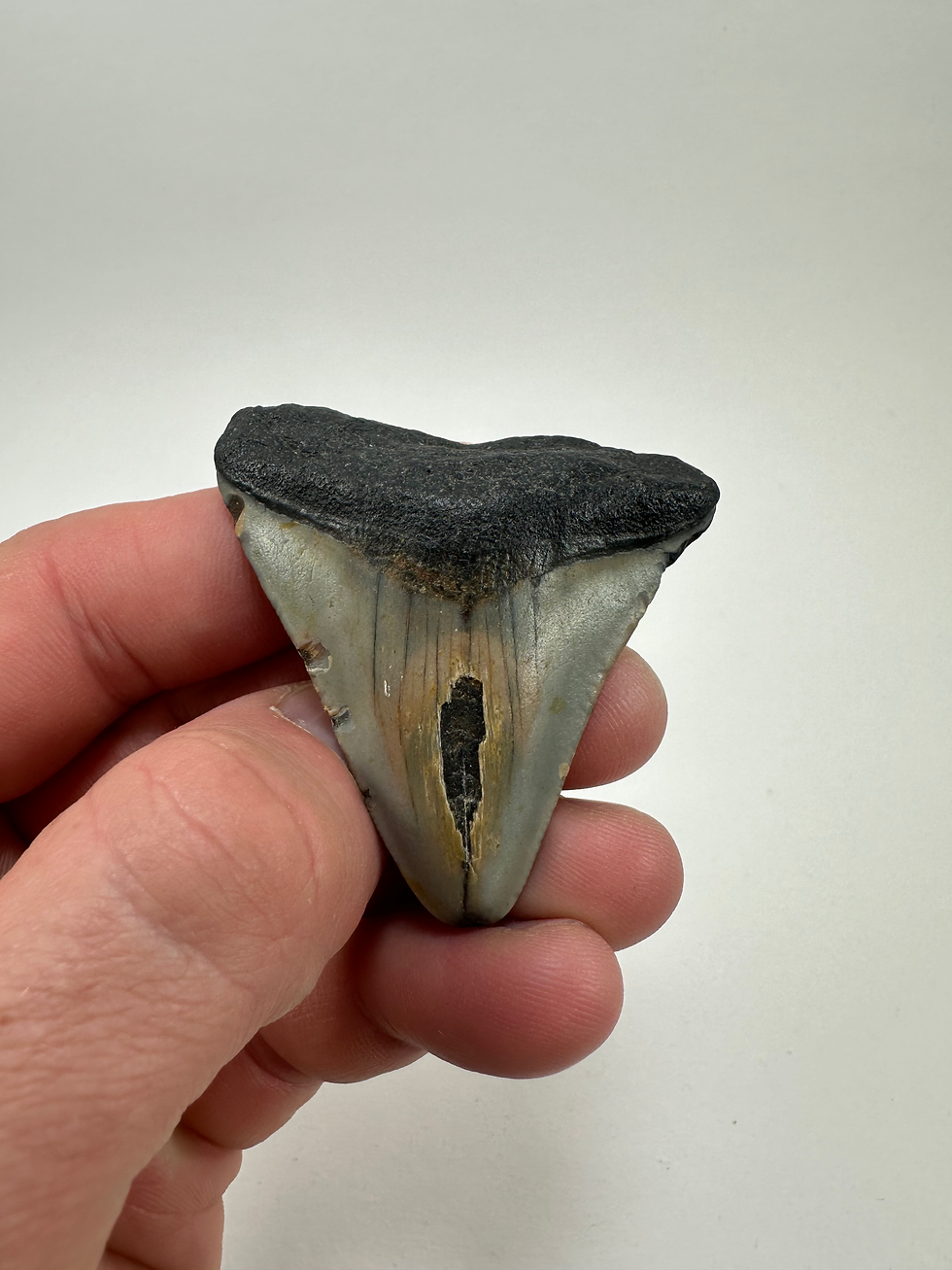 Thumbnail: 2.31" Fossil Megalodon Shark Toth