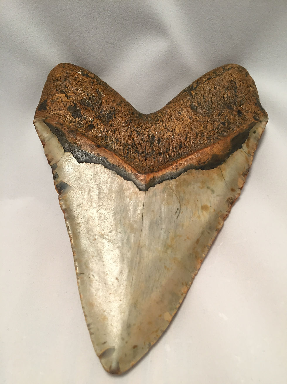 Thumbnail: 6.15" Fossil Megalodon Shark Tooth