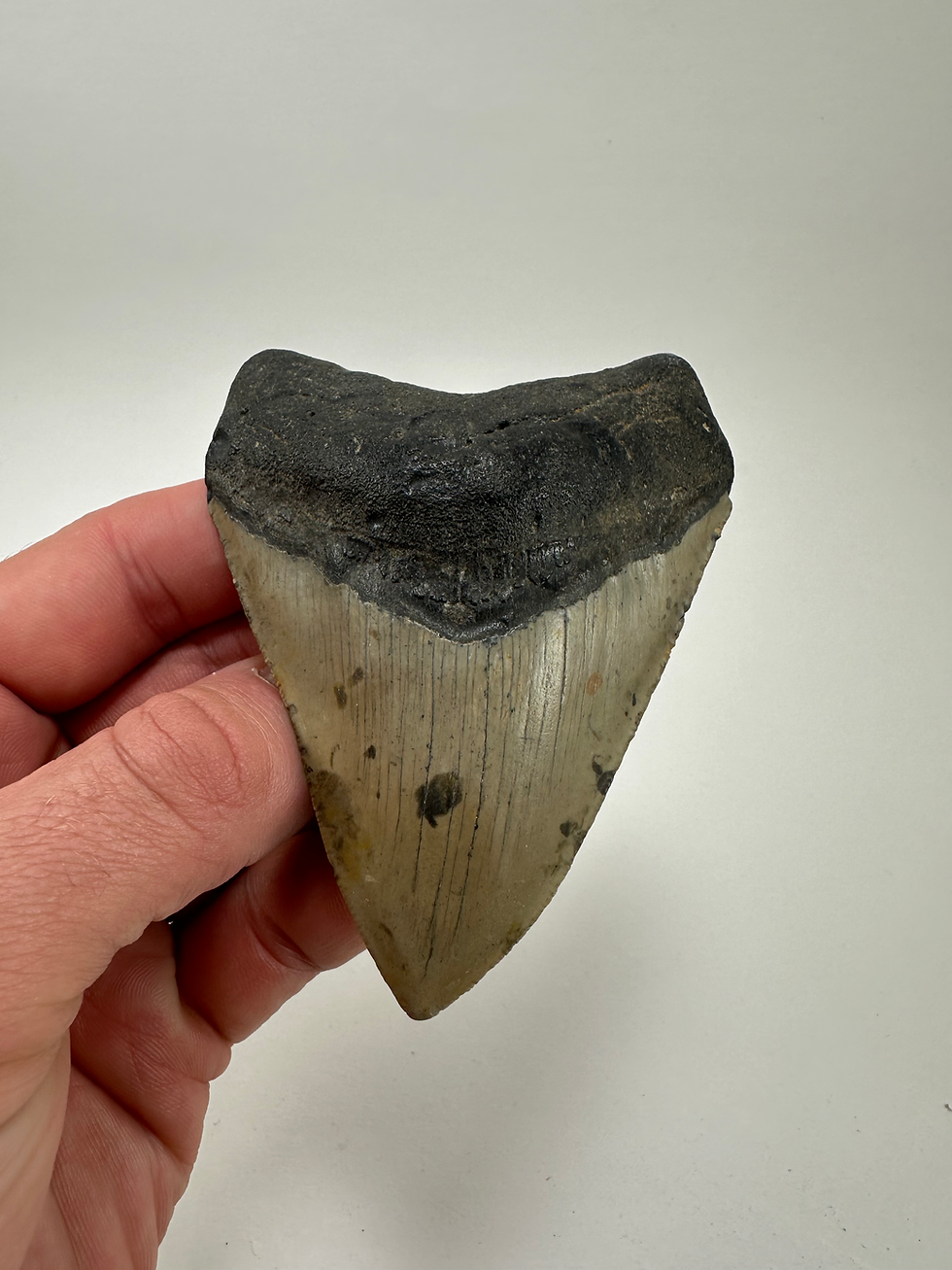 Thumbnail: 3.86" Gorgeous Fossil Megalodon Shark Tooth