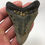 Thumbnail: 3.49” Fossil Megalodon Shark Tooth 