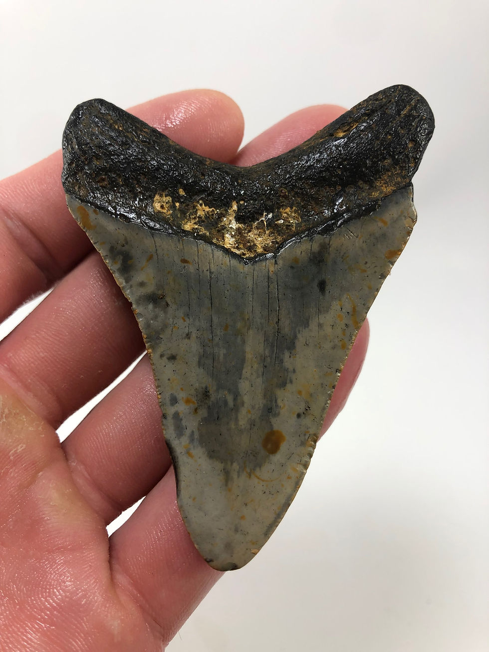 Thumbnail: 3.49” Fossil Megalodon Shark Tooth 