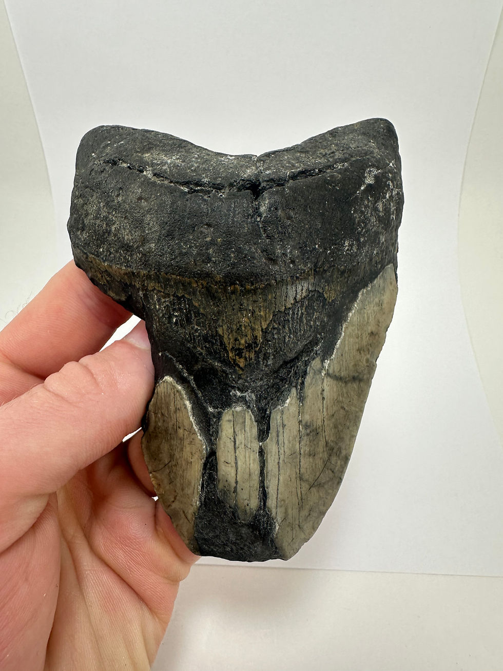 Thumbnail: 5.11” Oversized Fossil Megalodon Shark Tooth