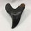 Thumbnail: 2.72" Fossil Benedini Shark Tooth 