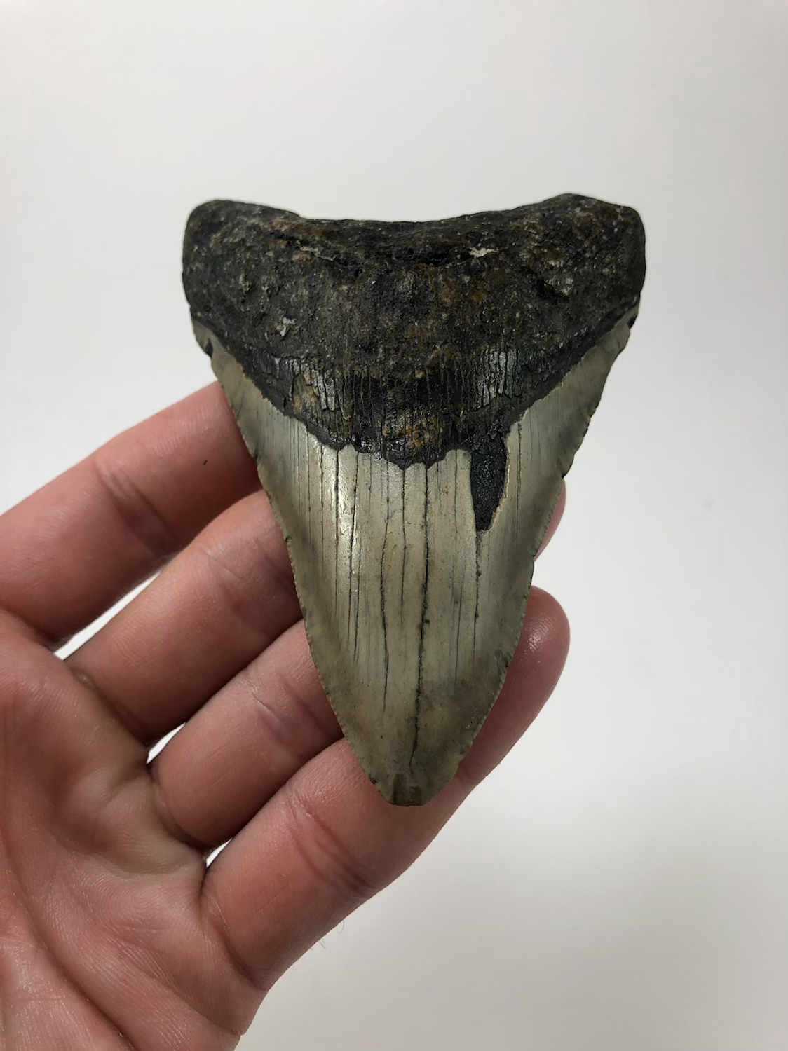 4.45” Fossil Megalodon Shark Tooth