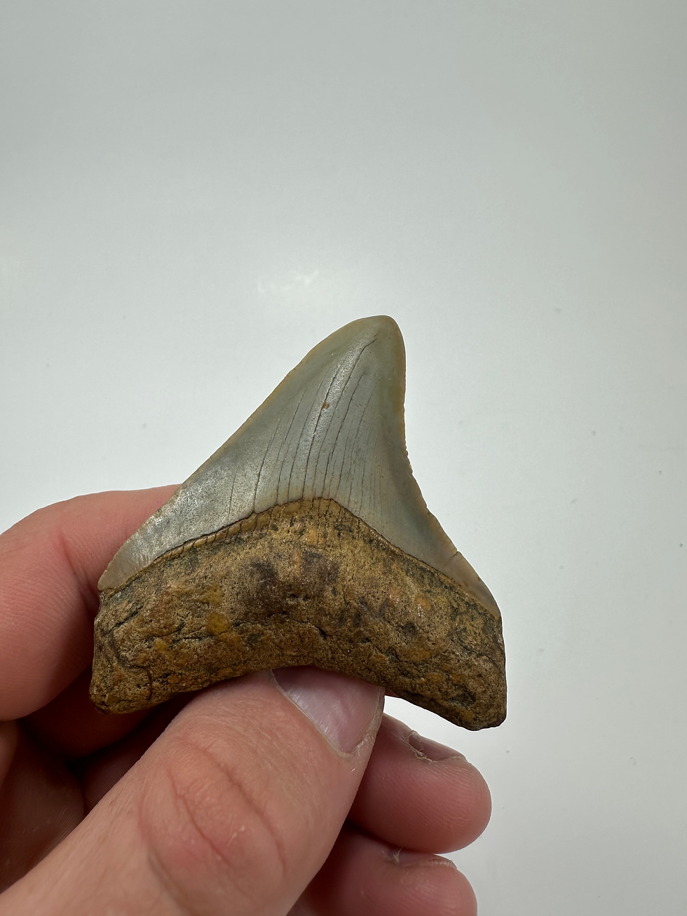 Thumbnail: 2.81" Sharp Orange Fossil Megalodon Shark Tooth
